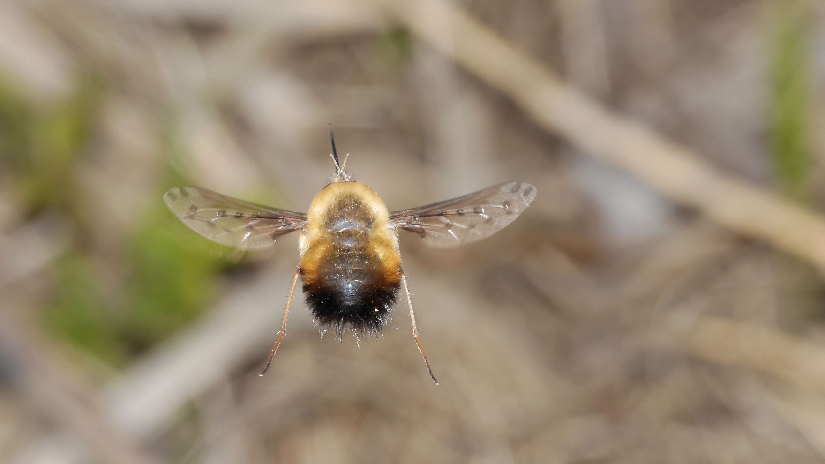 Image of Dotted bee-fly