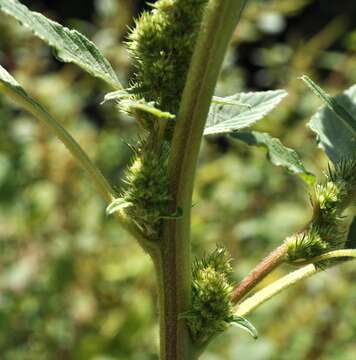 Image of redroot amaranth