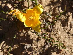 Image of Romulea tortuosa (Licht. ex Roem. & Schult.) Baker