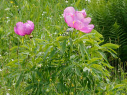 Image of Common Peony