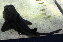 Image of Port Jackson Shark