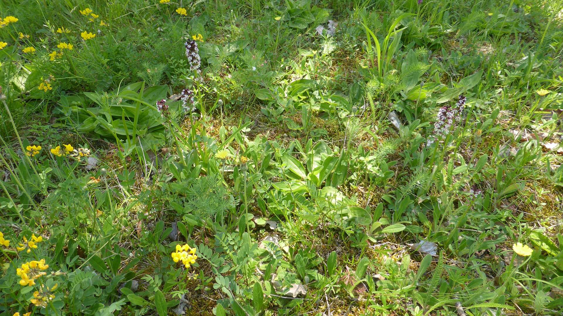 Image of Burnt orchid