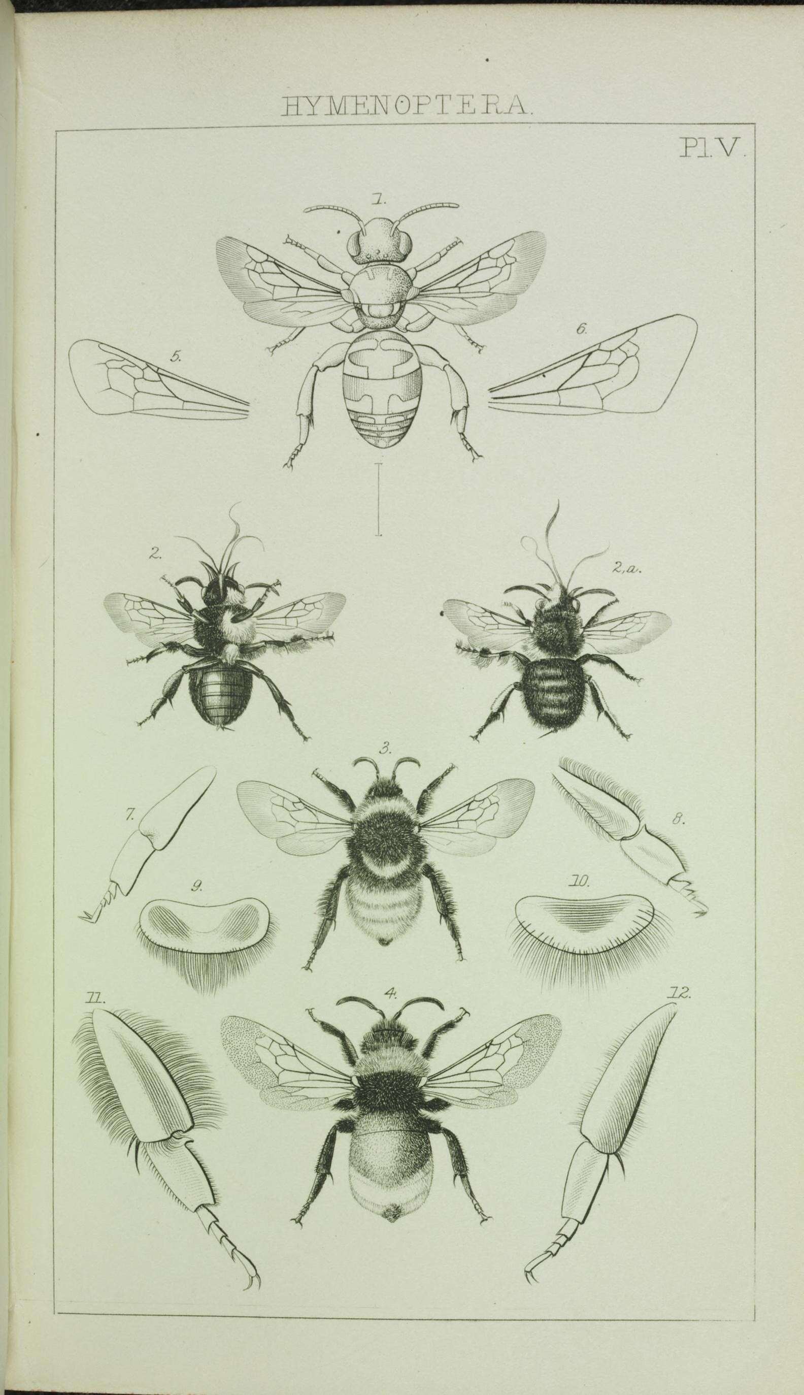 Image of Anthophora plumipes (Pallas 1772)