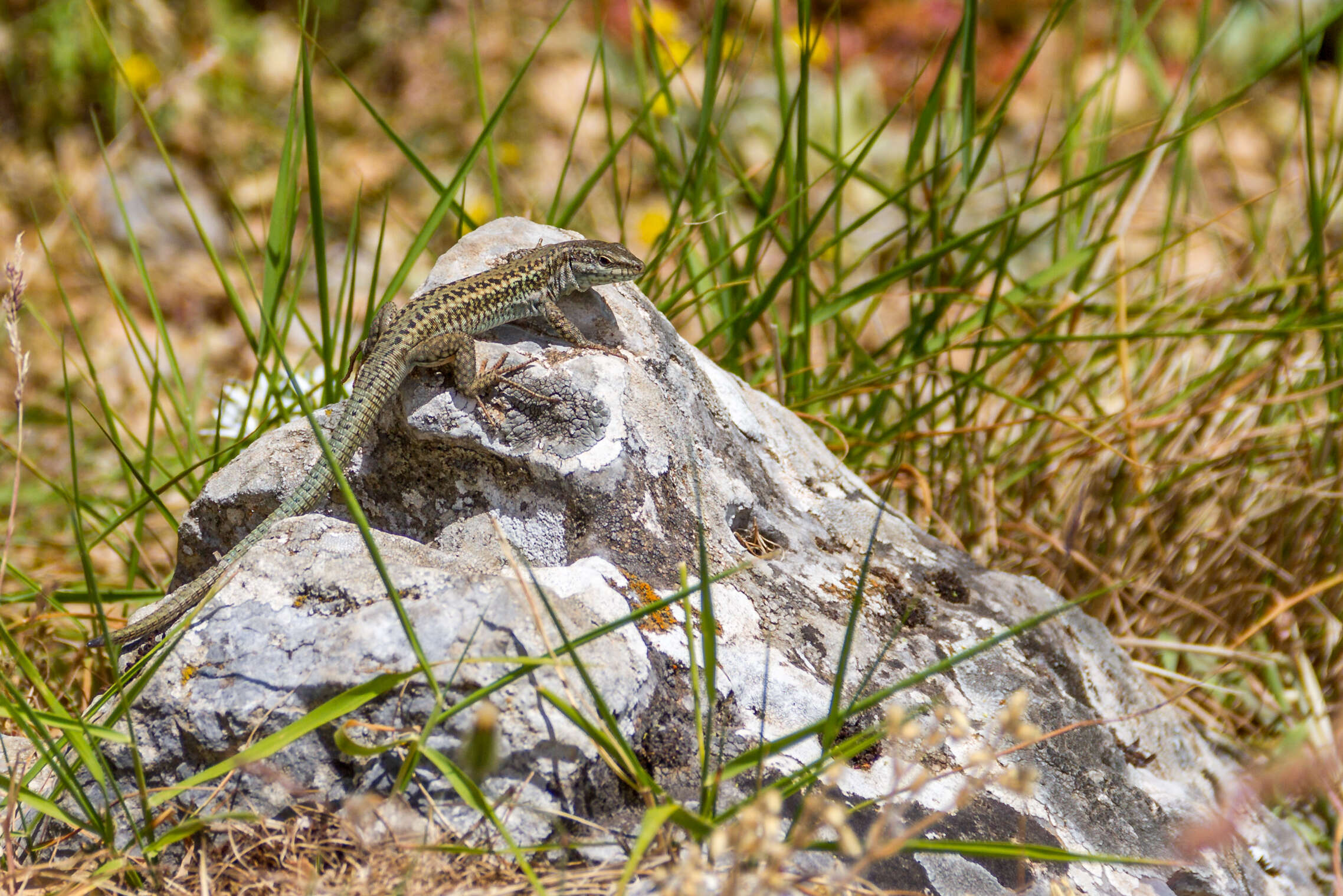 Image of Erhard's Wall Lizard