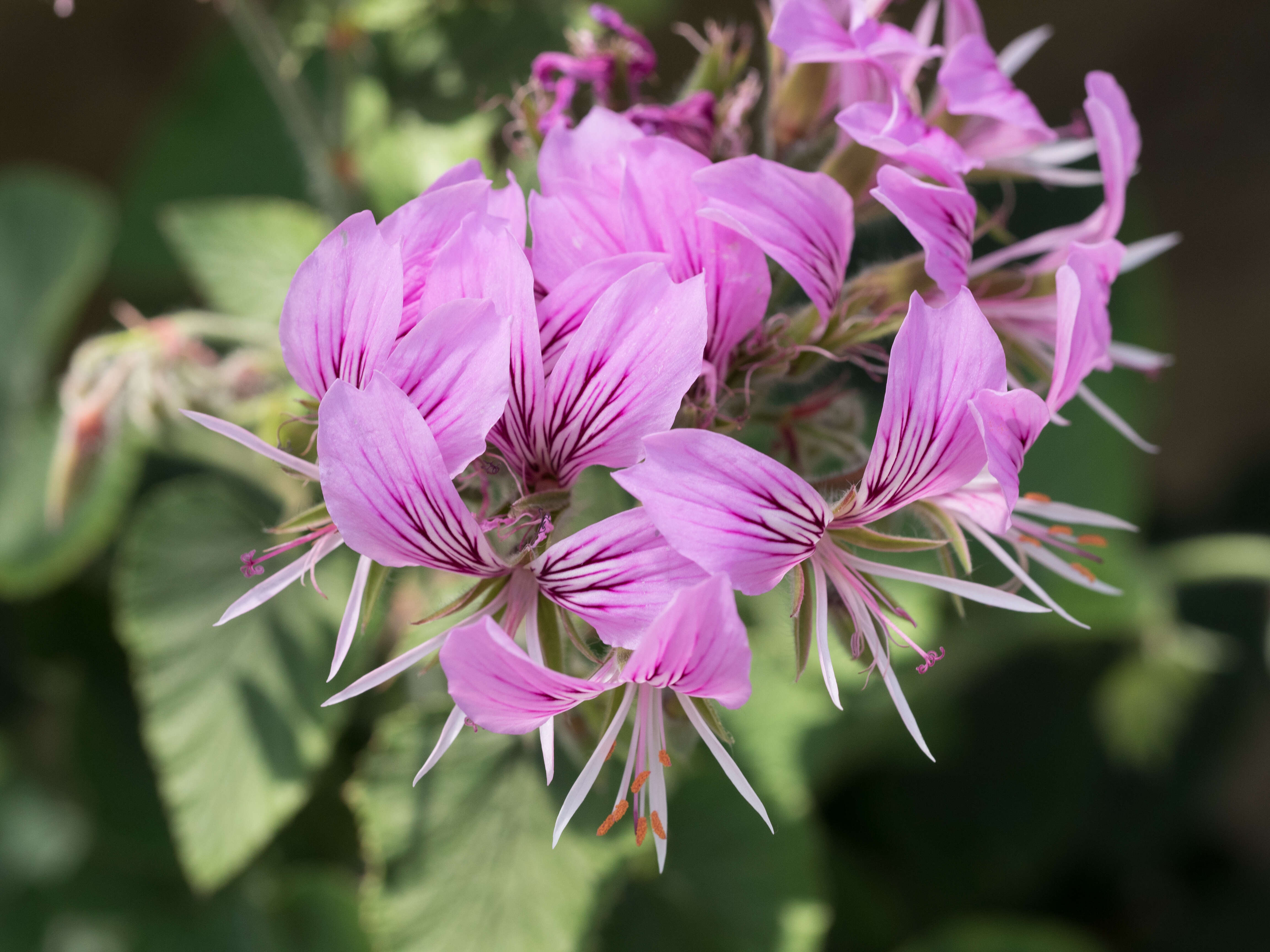 Pelargonium cordifolium (Cav.) Curtis resmi