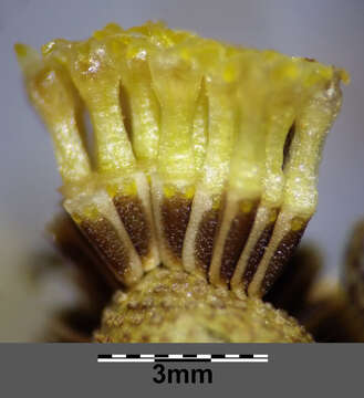 Imagem de Tripleurospermum inodorum (L.) Sch.-Bip