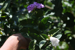 Image of largeflower brunfelsia