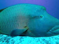 Image of Giant Wrasse