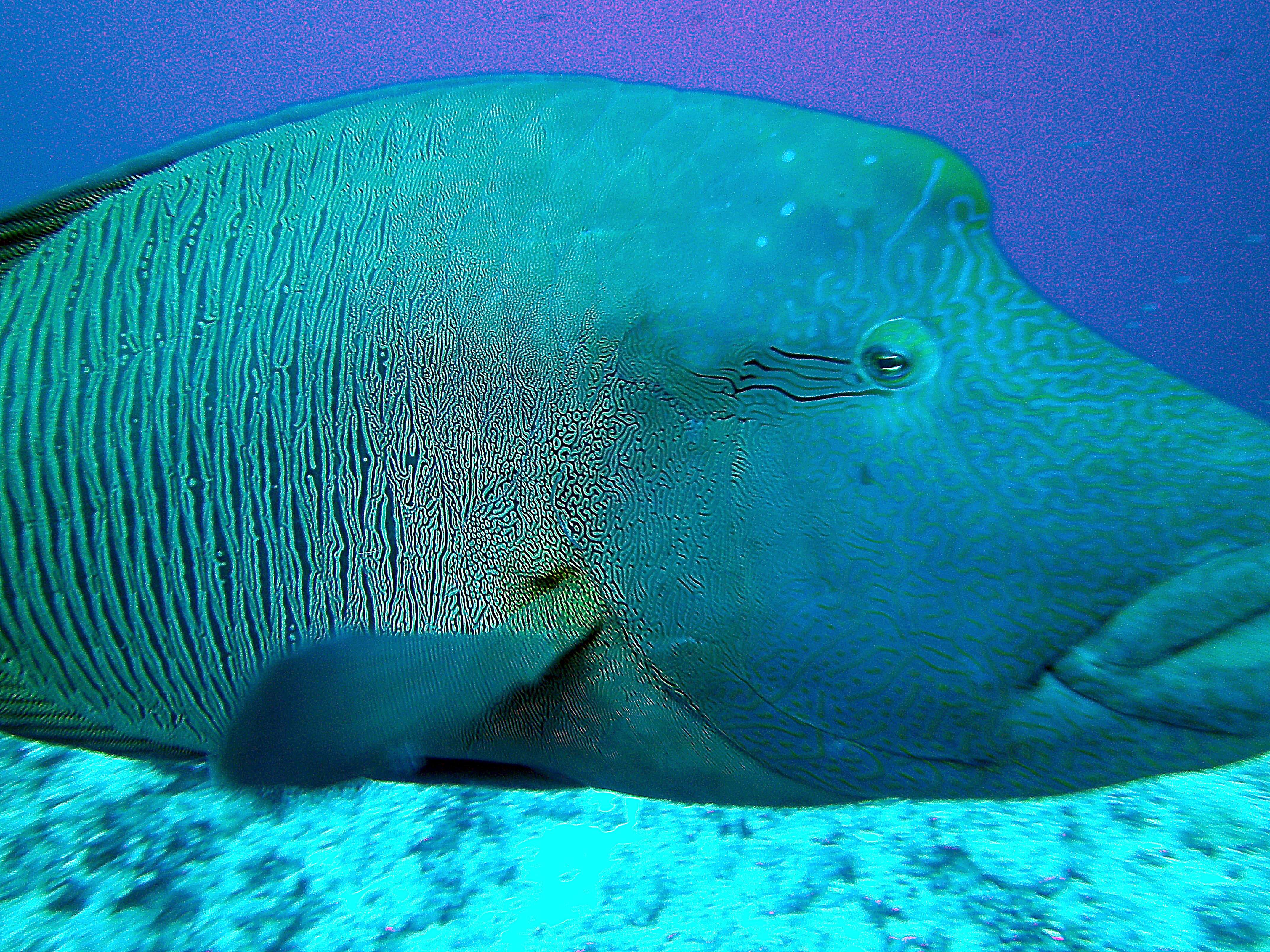 Image of Giant Wrasse