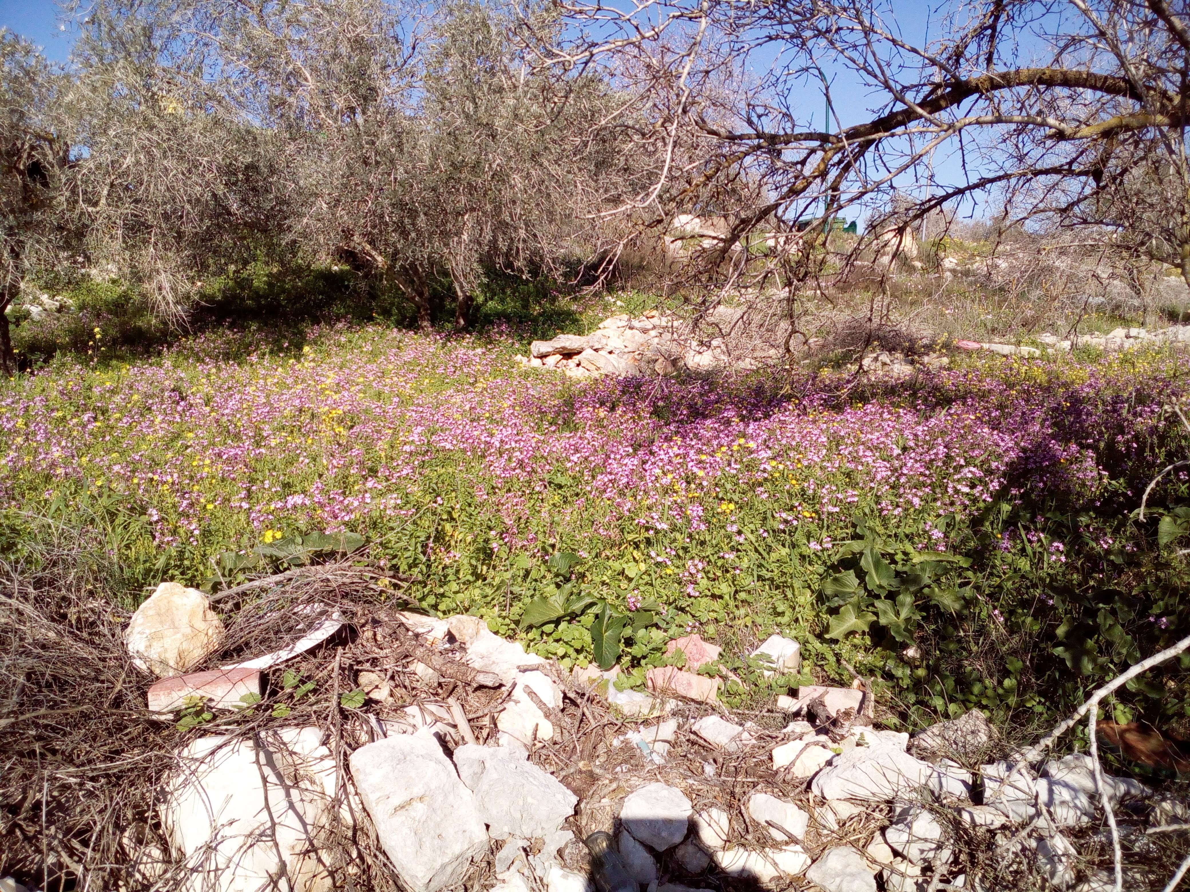 Silene aegyptiaca (L.) L. fil.的圖片