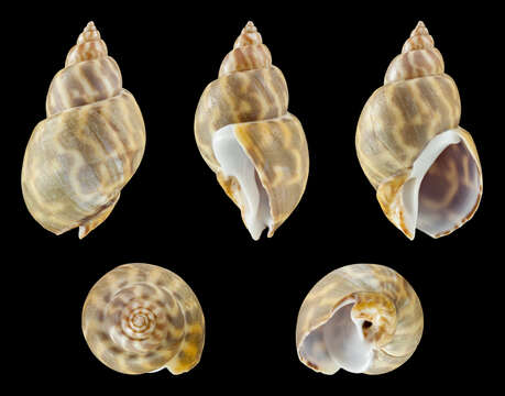 Image of Babylonia formosae (G. B. Sowerby II 1866)