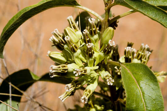 Image of zizotes milkweed