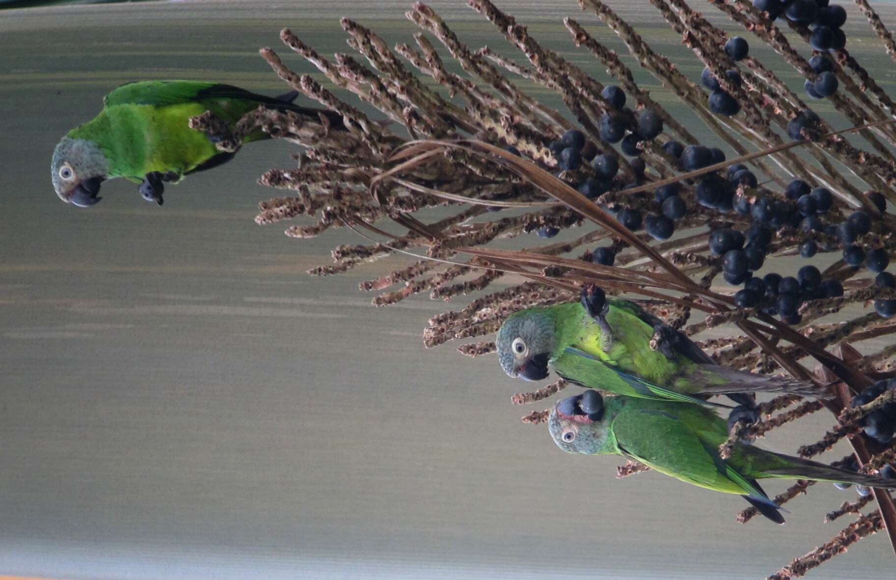 Image of Dusky-headed Parakeet