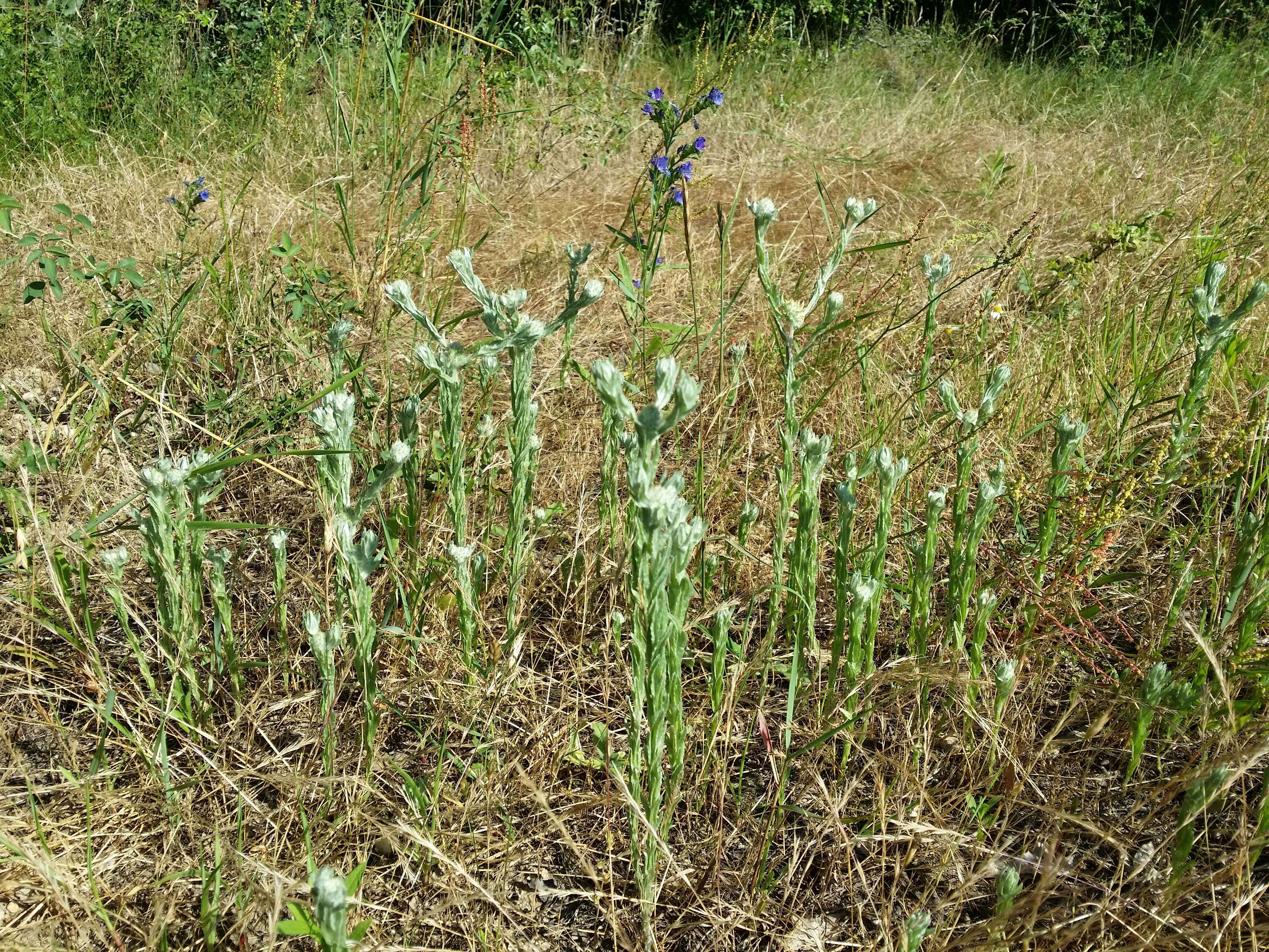 Image of common cottonrose