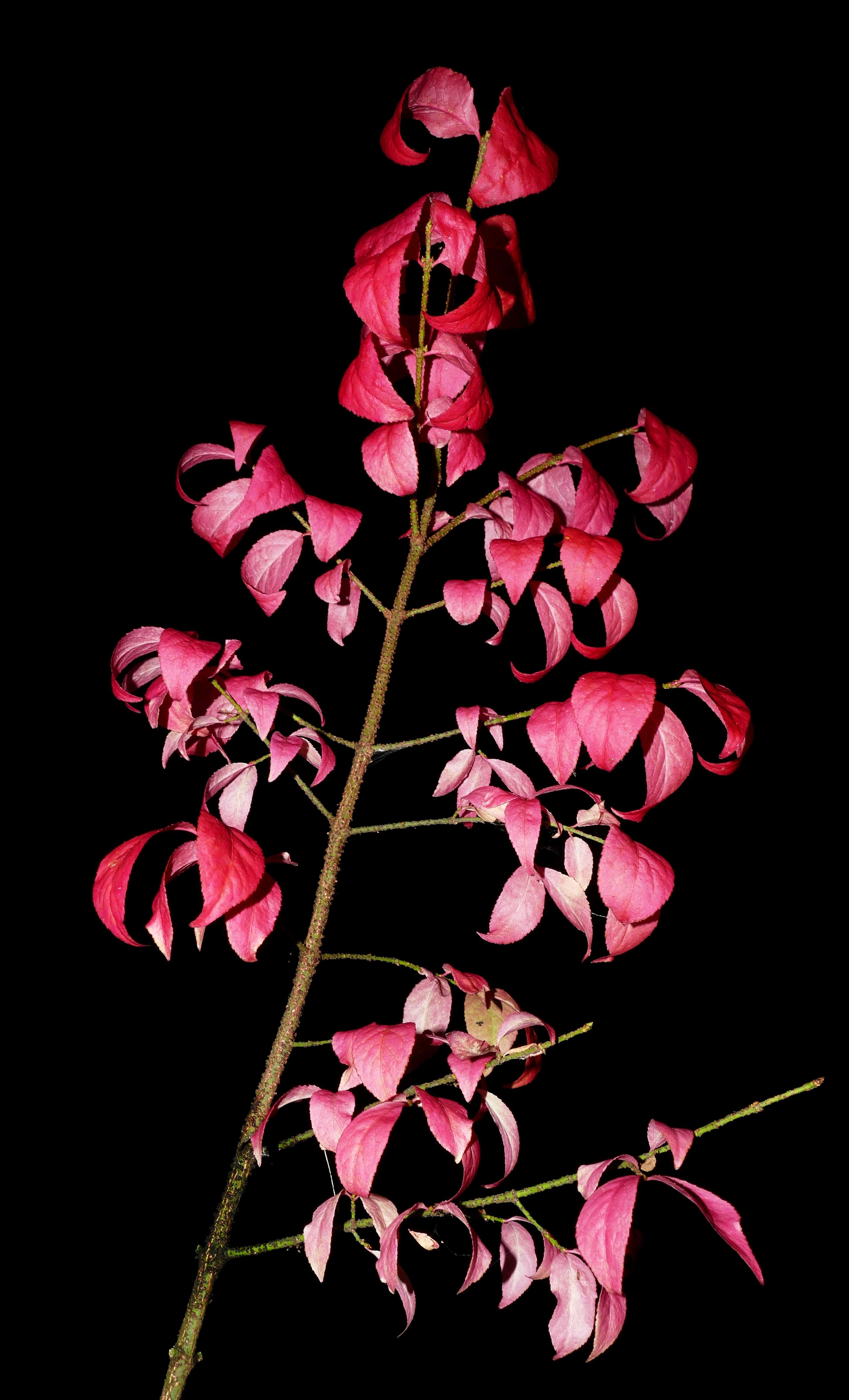 Image of Euonymus verrucosus Scop.