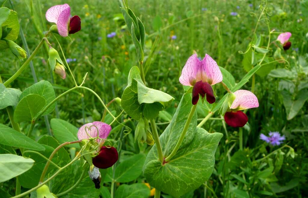 Image of Pisum sativum var. macrocarpum