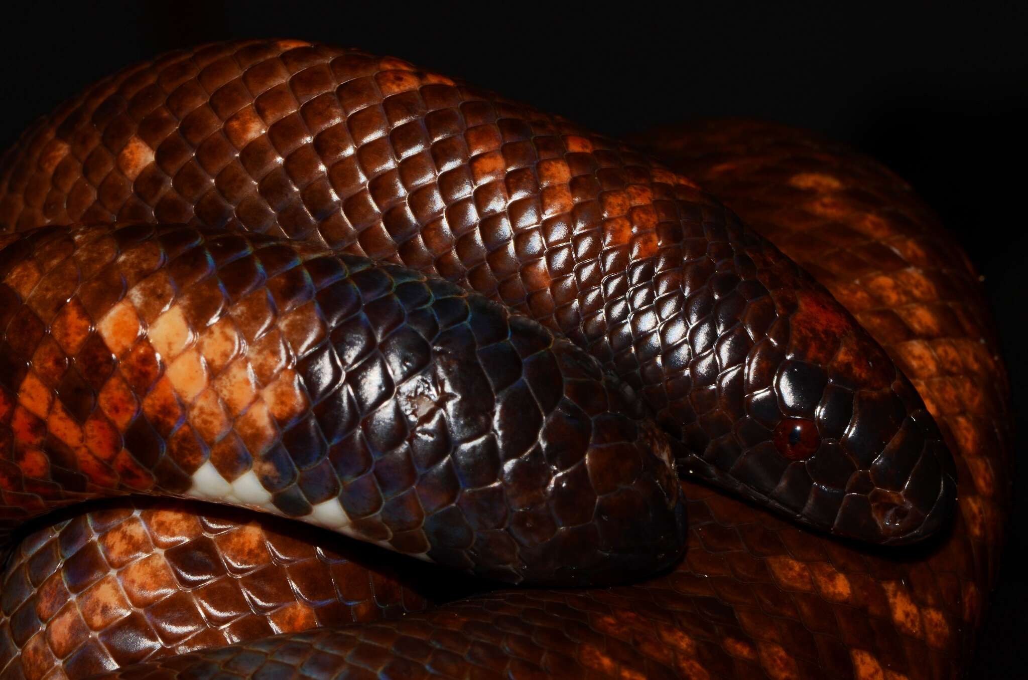 Image of African burrowing python