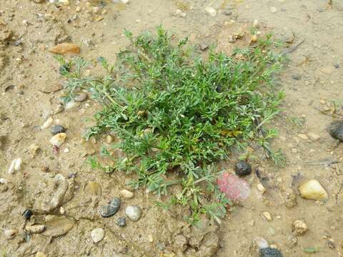 Image of Creeping Watercress