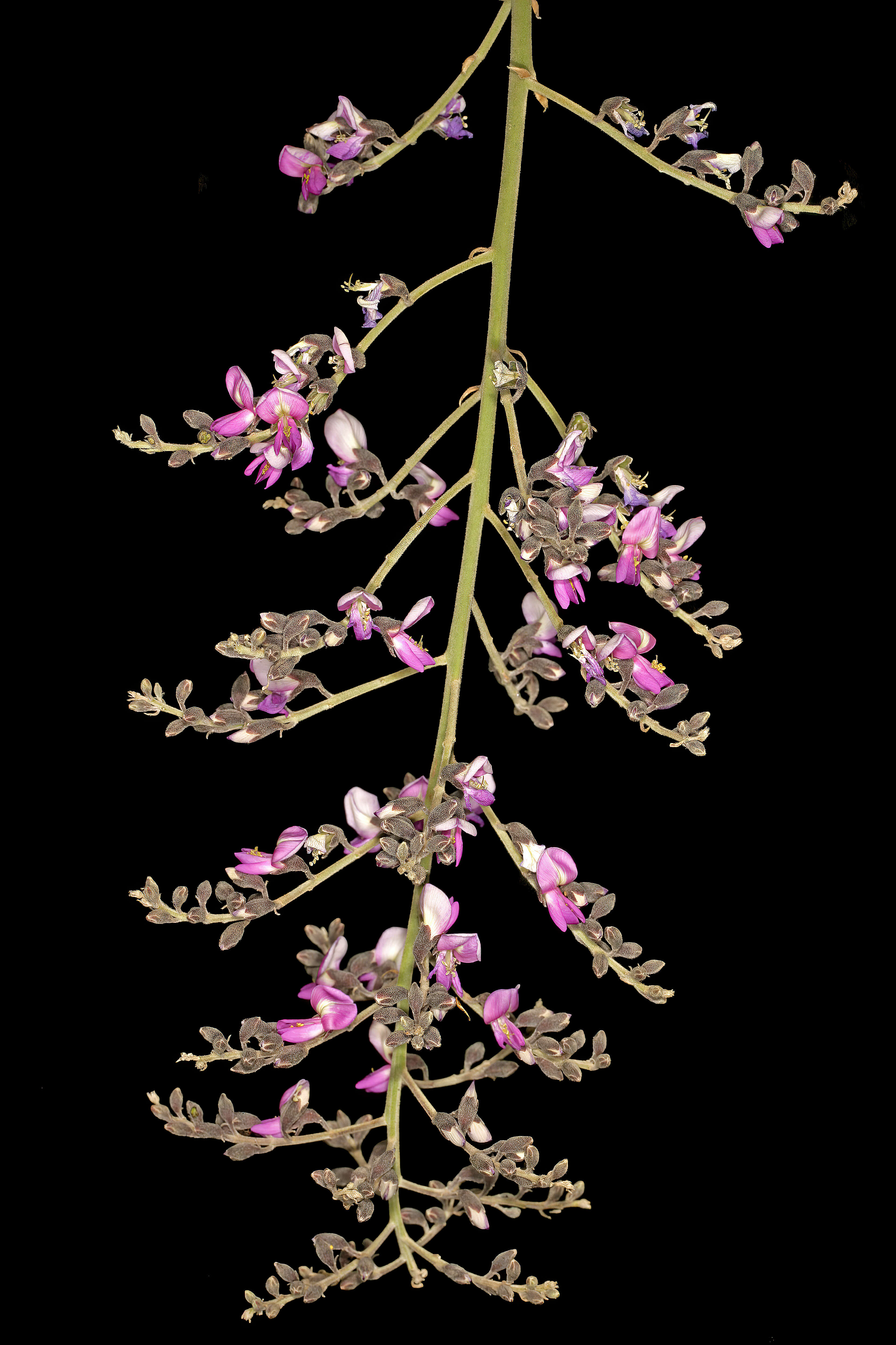 Plancia ëd Philenoptera violacea