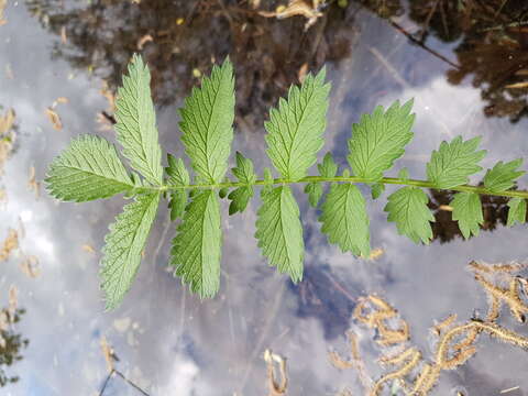 Image of fragrant agrimony