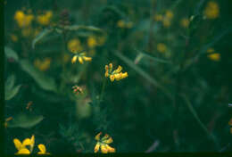 Image of Common Bird's-foot-trefoil