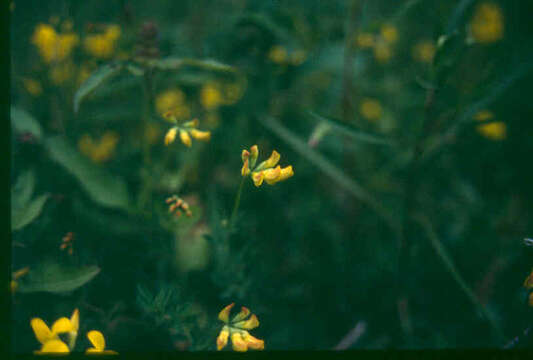 Image of Common Bird's-foot-trefoil