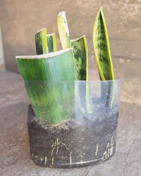 Imagem de Sansevieria trifasciata Prain