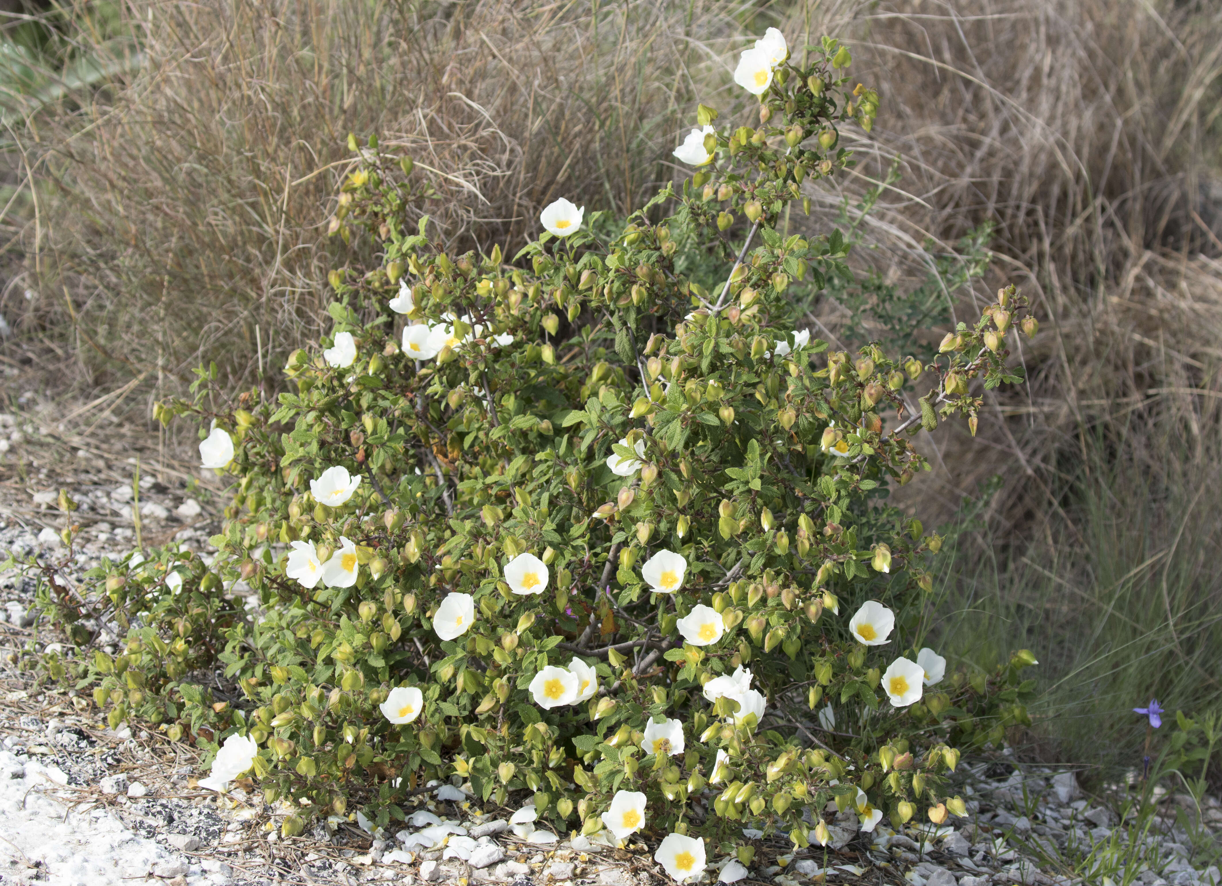 Image of salvia cistus