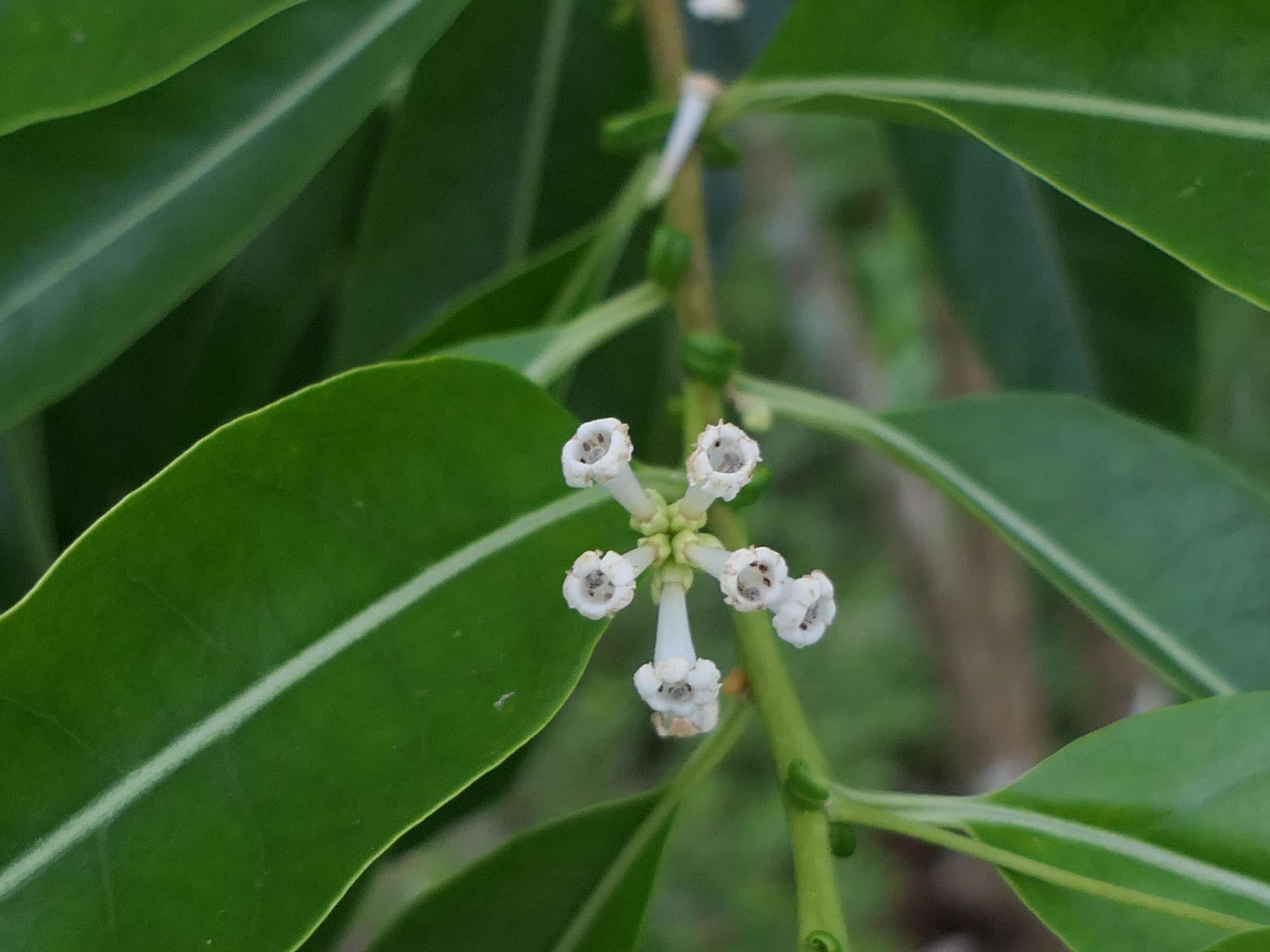 Image of Wild jasmine