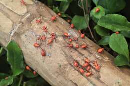 Image of Cotton Stainers (several spp.)