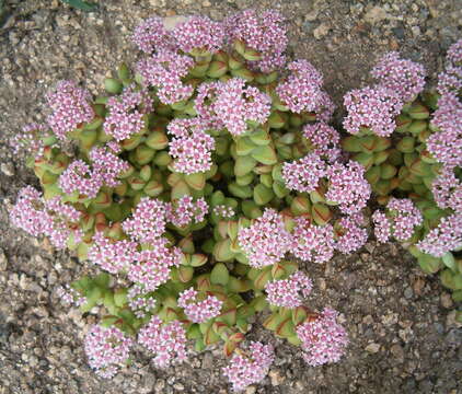 Image of Concertina plant