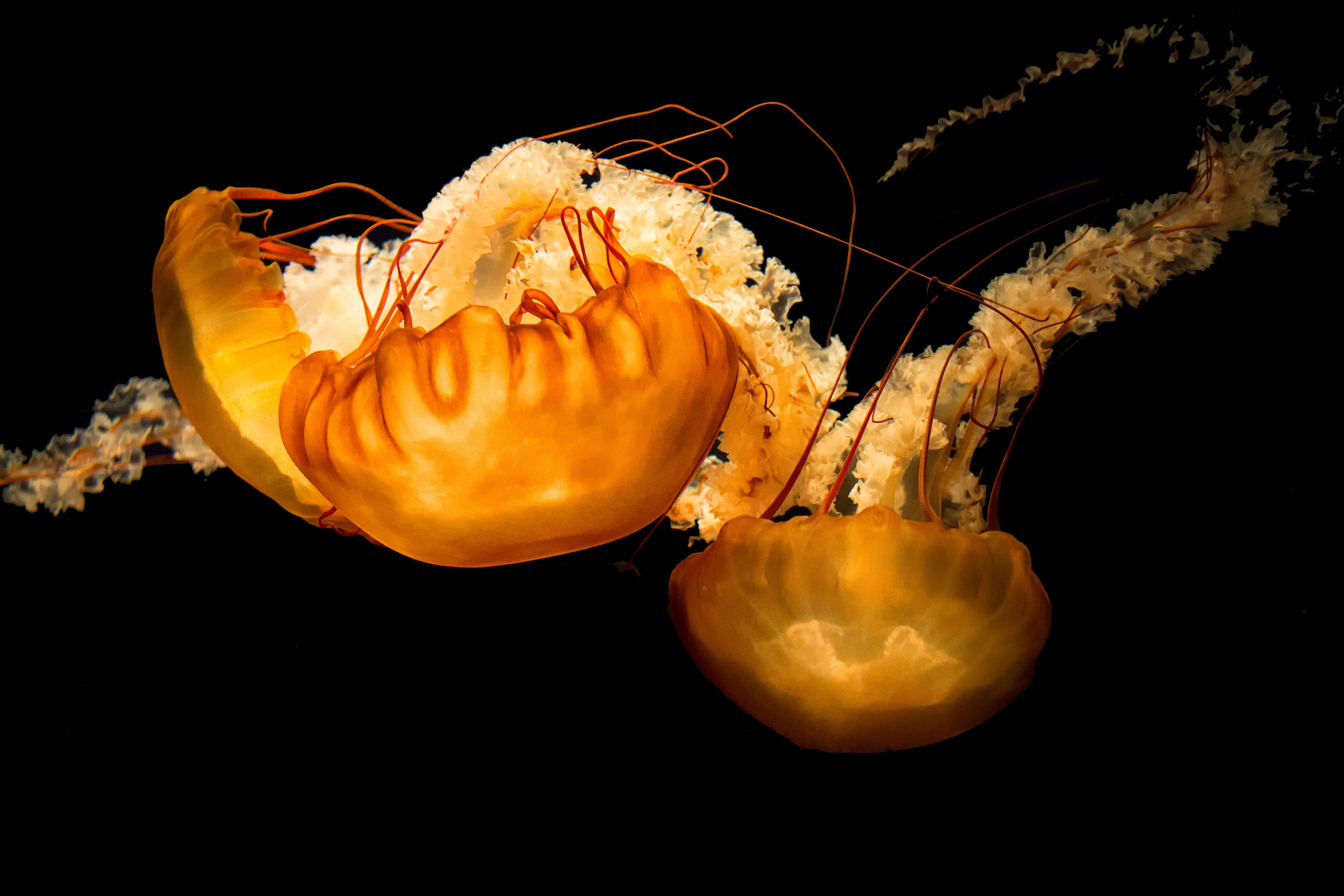 Image of Sea nettle