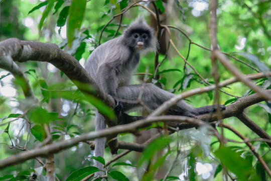 Image of Trachypithecus crepusculus (Elliot 1909)