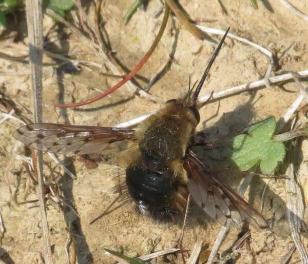 Image of Dotted bee-fly