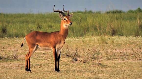 Image of Uganda Kob