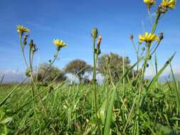 Image of hawkweed oxtongue