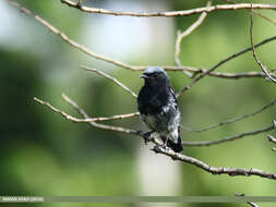 Image of Blue-capped Redstart