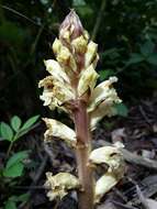 Imagem de Orobanche reticulata Wallr.