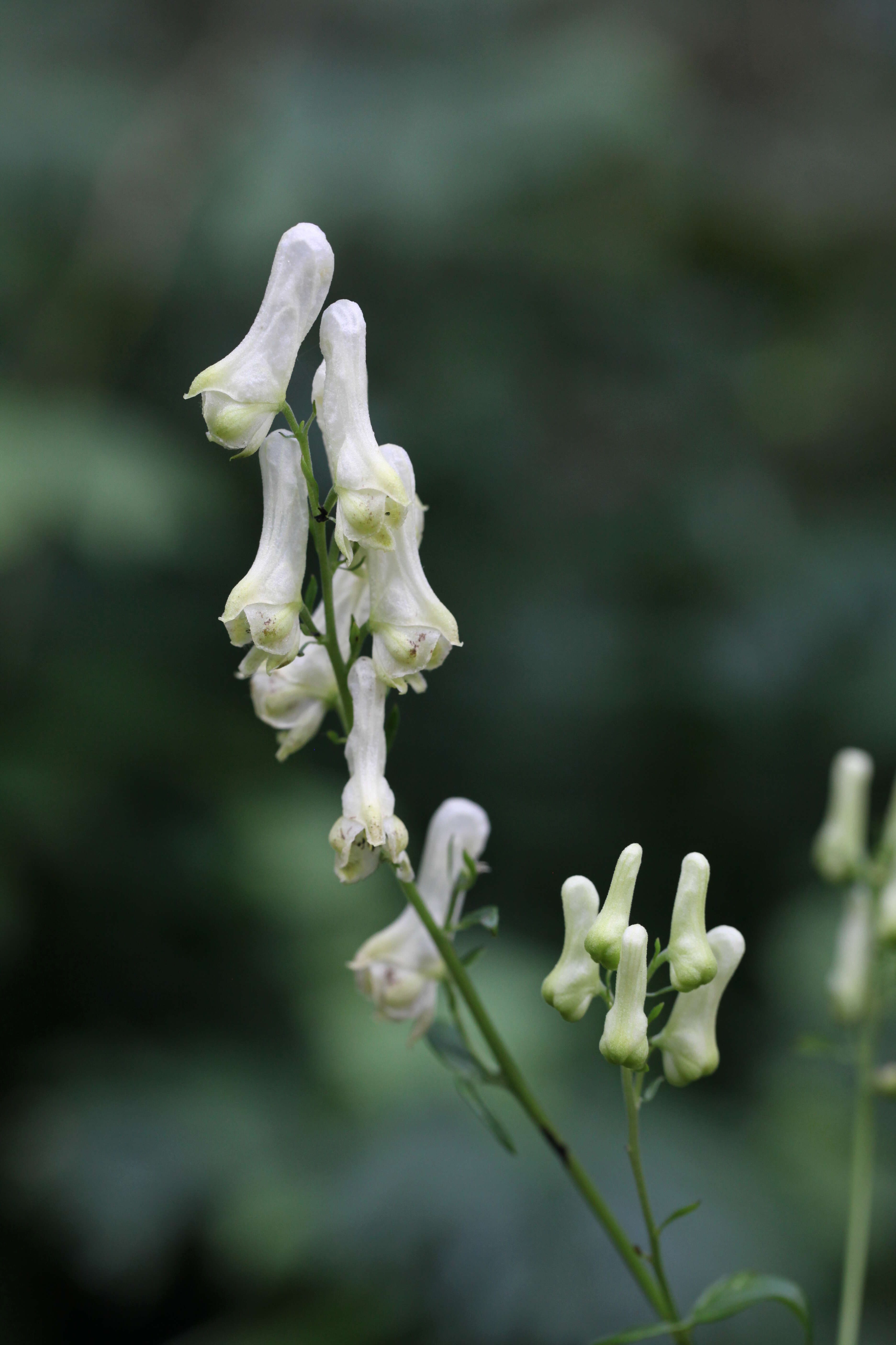 Image of monkshood