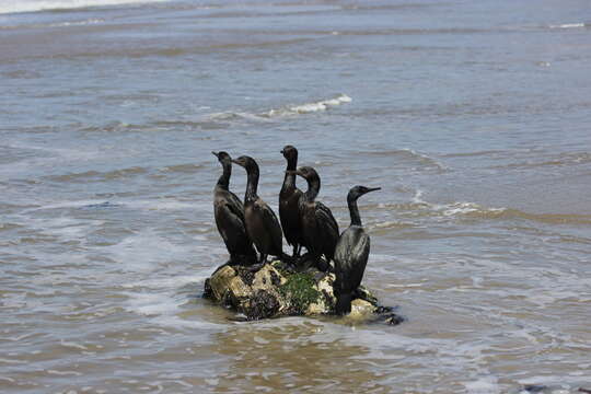 Image of Brandt's Cormorant