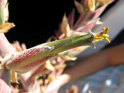 Puya claudiae Ibisch, R. Vásquez & E. Gross的圖片