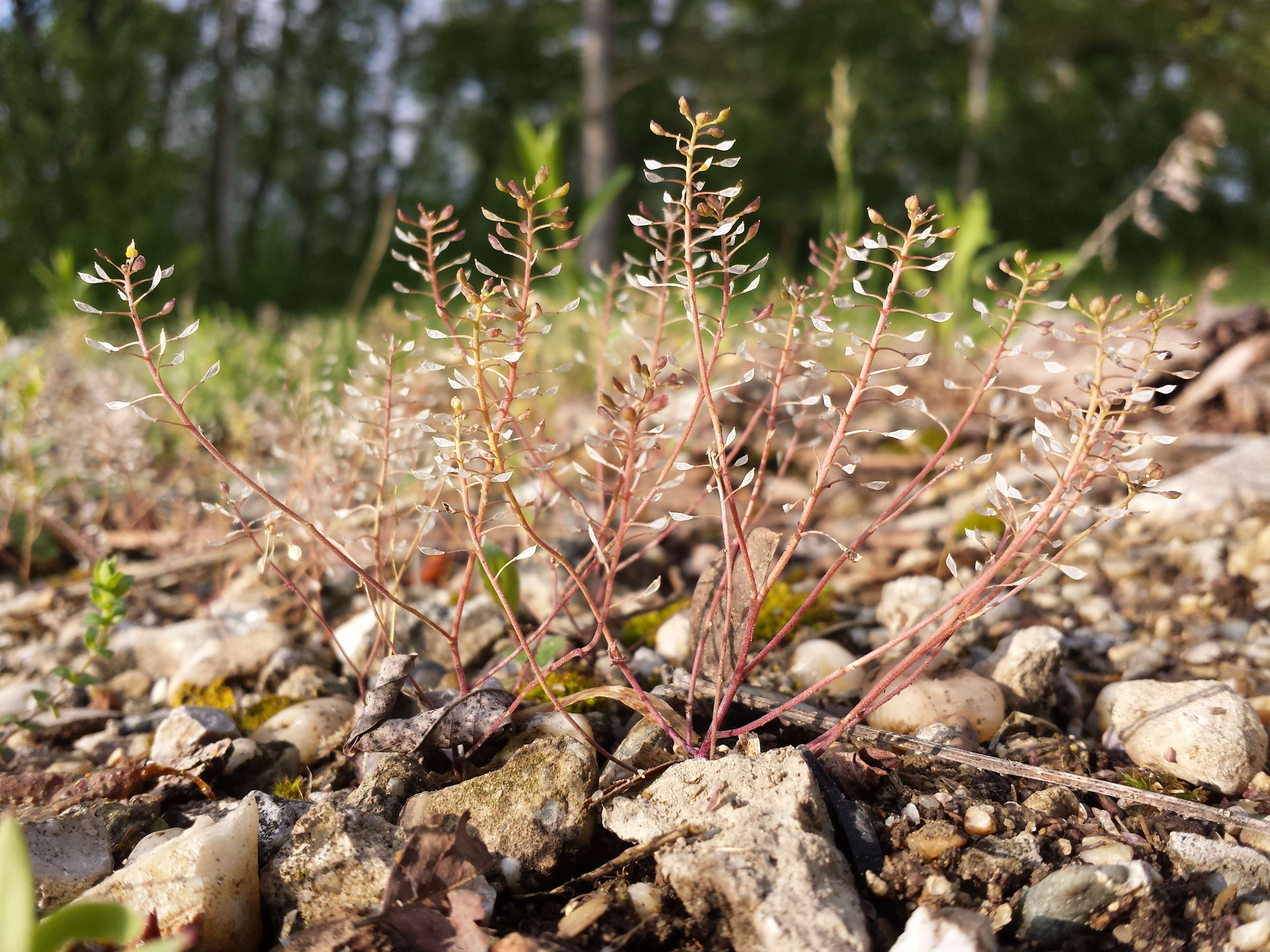 Imagem de Hornungia petraea (L.) Rchb.