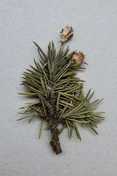 Image of prickly alpine daisybush