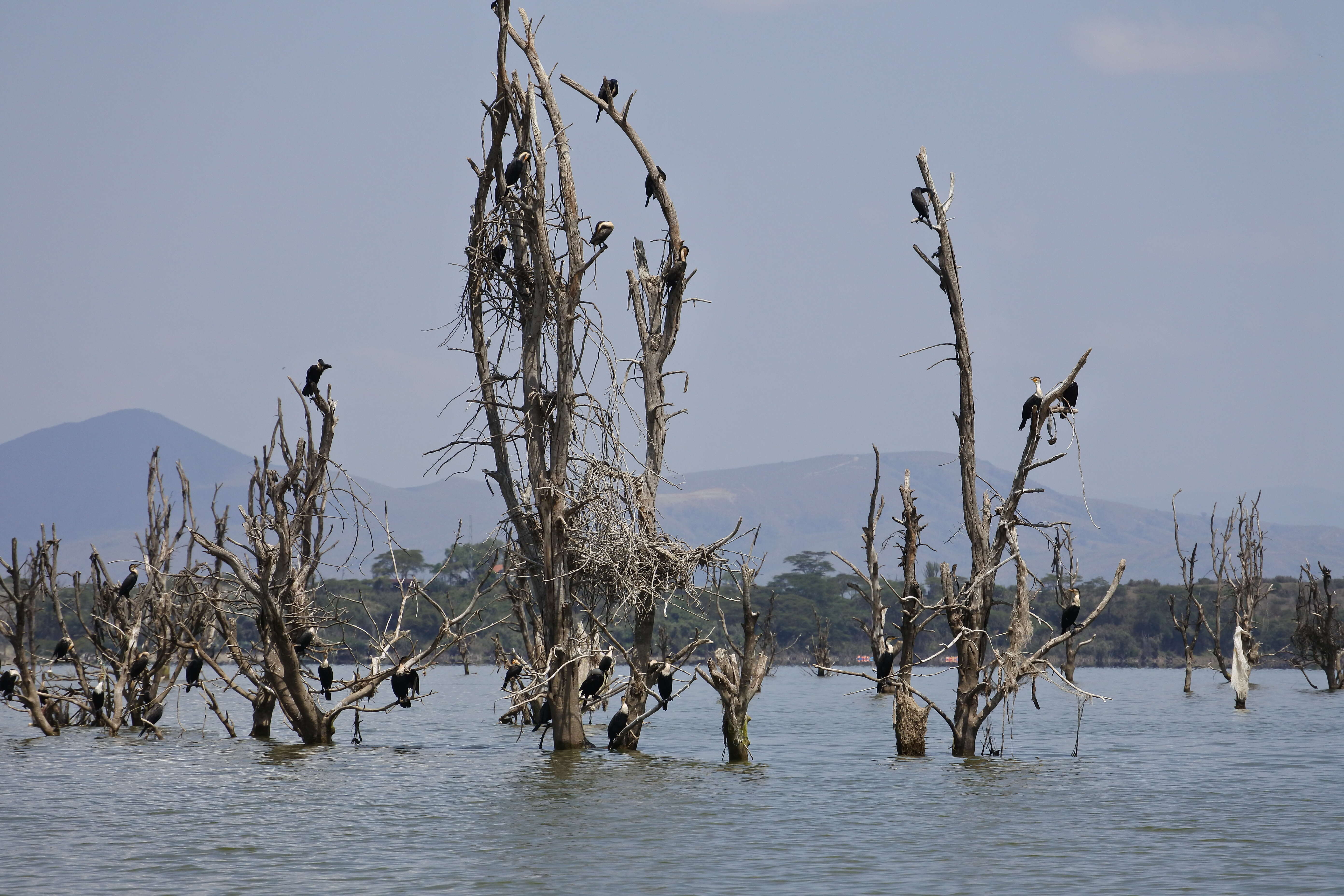 Image of White-breasted Cormorant