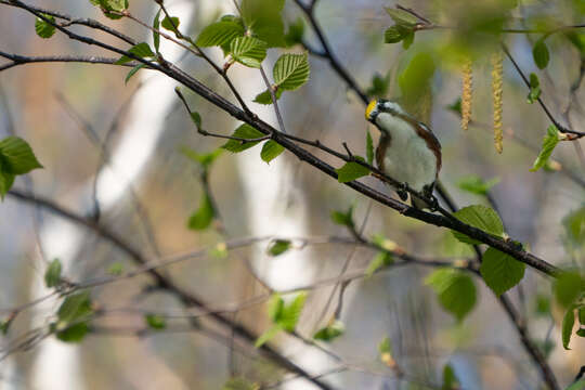 Image of Chestnut-sided Warbler