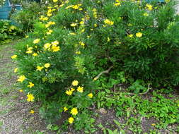 Imagem de Euryops chrysanthemoides (DC.) B. Nordenst.