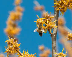 Imagem de Hamamelis vernalis Sarg.