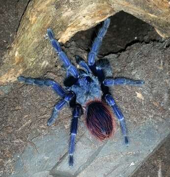 Image de Pterinopelma sazimai Bertani, Nagahama & Fukushima 2011