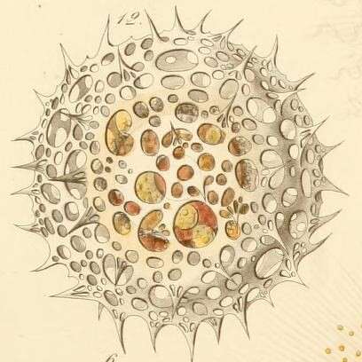 Слика од Acrosphaera Haeckel 1881