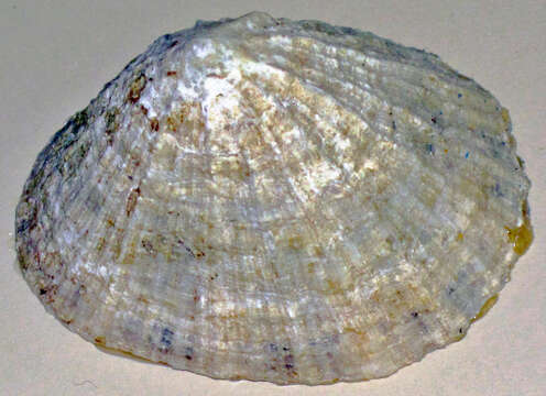 Image of Common limpet